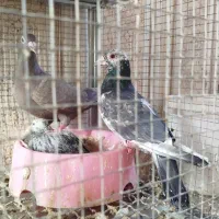 جفتی با جوجه