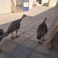 بوقلمون