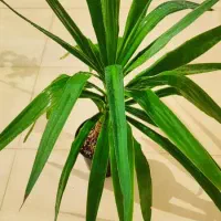 فروش گل و گیاه طبیعی