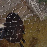 گوسفند نر|حیوانات مزرعه|فاضل آباد, |دیوار