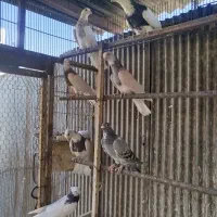 کبوتر کفتر رنگی طوقی پلاکی چادری هما سرور شازده|پرنده|چهاردانگه (تهران), |دیوار