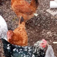 مرغ تخم گزار