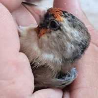 سره دورگ داغسر|پرنده|قرچک, میرزائی جنوبی|دیوار