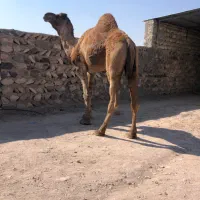 ماوضه‌باشتر‌ماده‌کره