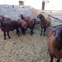 میش هترو بره نر و ماده همو|حیوانات مزرعه|جوین, |دیوار