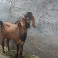 ۳تا نری  بزرگ پاکستانی برای کشتن