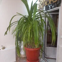 گلهای آپارتمانی|گل و گیاه طبیعی|قدس, شهرقدس|دیوار