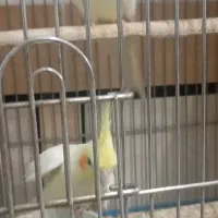 عروس هلندی|پرنده|دزفول, |دیوار