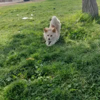 سگ پامر روباهی