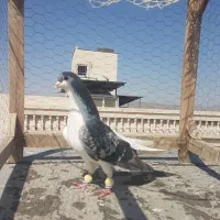 کبوتر کله سرخ،چپ مگسی،طوقی پولکی|پرنده|مشهد, کارمندان دوم|دیوار