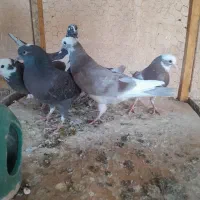 جوجه کبوتر تازه دون خور|پرنده|ابریشم, |دیوار