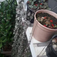 بونسای شفلرابنجامین بلک خرفه کاج نانا سروپژیا|گل و گیاه طبیعی|رشت, باهنر|دیوار