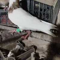 .طوقی.کاد شقشقی وکاکلی. تهرانی|پرنده|ماهیدشت, |دیوار