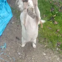 سگ اشپیتز ماده