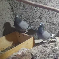 دو عدد دوبر دونه ۲۰۰ تومان