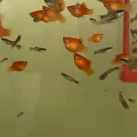 پلاتی خونی مولد شکم پر