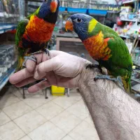 لریکیت رد کالر جوجه شش ماهه تا جفتهای مولد|پرنده|اصفهان, حسینآباد|دیوار