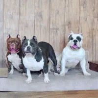 اگزو بولی|سگ|تهران, تهرانپارس شرقی|دیوار