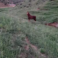 اسب جوان
