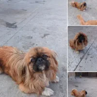 فروشی مواضعه دارم یا پرنده