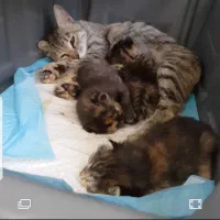 واگذاری گربه مادر و۳ بچه