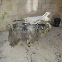 بز بیگ نر|حیوانات مزرعه|اردل, |دیوار