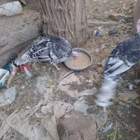 بوقلمون محلی وقو|حیوانات مزرعه|قزوین, |دیوار