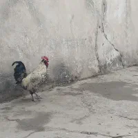 خروس بومی درجه یک