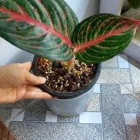 گلهای طبیعی