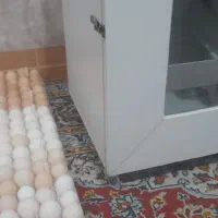 فروش تخم مرغ