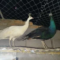 طاووس