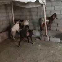 بز غاله علف خوار