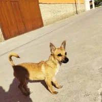 سگ پاکوتاه|سگ|گرگان, |دیوار