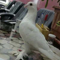 یک عدد لوتی