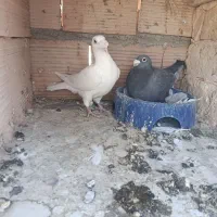 کبوتر جفتگاه