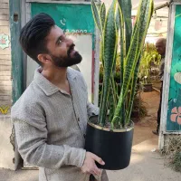 زیر قیمت کل شهر، سانسوریا زاموفیلیا رز ...