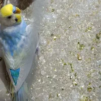 مرغ عشق  خاص|پرنده|شیراز, شهرک جماران|دیوار