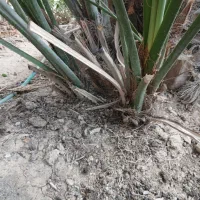 پاجوش برحی|گل و گیاه طبیعی|بندر ماهشهر, |دیوار