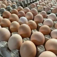 تخم مرغ محلی به صورت خرده و عمده