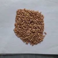 بذرگندم دیم پایا