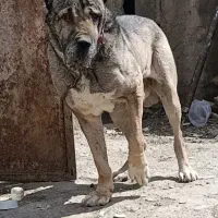 واگذاری یک قلاده سگ سرابی