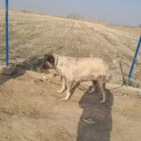 سگ سرابی ماده|سگ|شوط, |دیوار