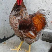 جوجه ویاندوت