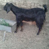 بز هم شیری هست هم قصابی|حیوانات مزرعه|برازجان, |دیوار