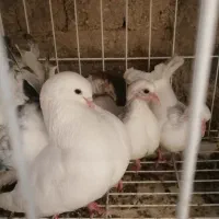 کبوتر طوقی، دوکت و دمچتری|پرنده|چاه مبارک, |دیوار