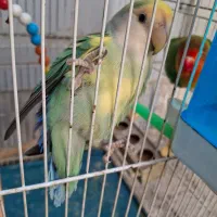 کوتوله|پرنده|مشهد, دریادل|دیوار