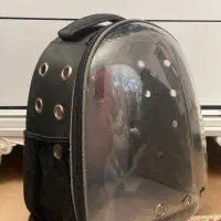 گربه ماده پرشین|گربه|ارومیه, |دیوار