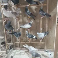 پت شاپ‌دکتر دان ،چخ کفتره رنگی و قلدور پرشی