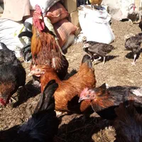گودمرغ خشک برای باغچه یابرای بستان خیار|گل و گیاه طبیعی|سراب, |دیوار