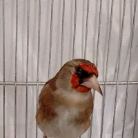 سهره تولکی نخون بخون کی داره